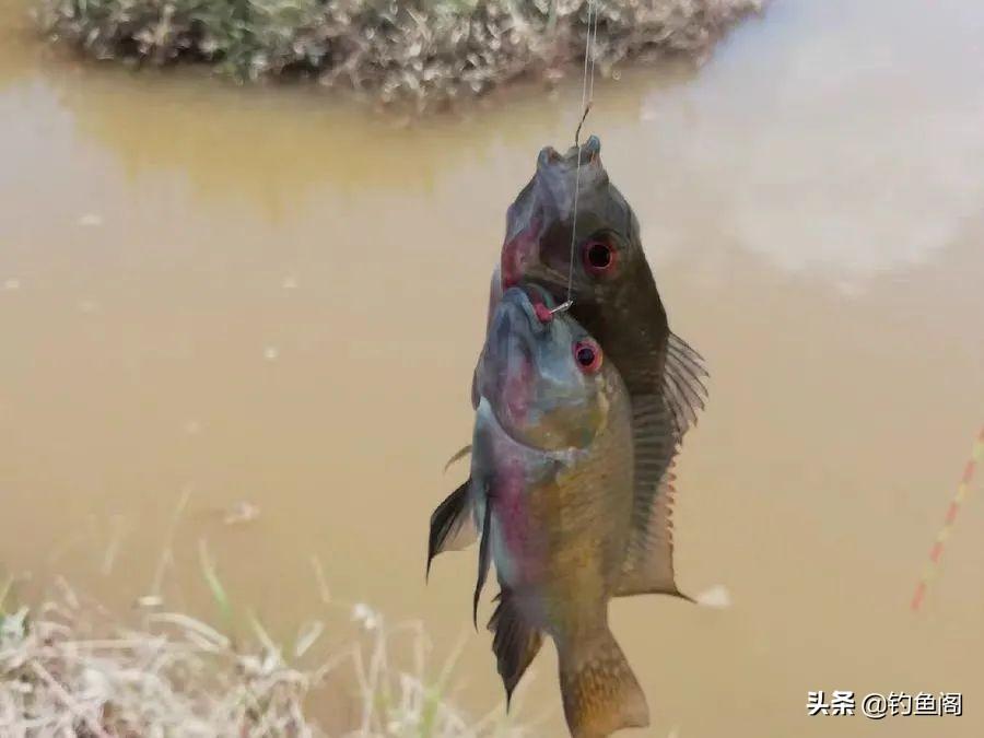 钓鱼人最讨厌的鱼排名！罗非名声最臭，鲤鱼居然也上榜  -图4