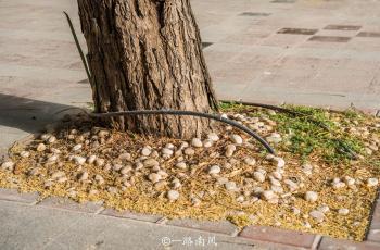 中东第一土豪国迪拜，几乎不会下雨，各种植物却生机勃勃  -图8