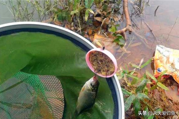 野钓狠招数：海竿盒饭钩钓法，不怕水底淤泥和走水，上钩全是大货  -图6