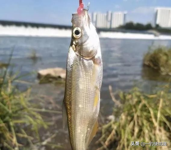 江河野钓翘嘴鱼，掌握这些技巧和钓法，轻松实现连竿爆护！  -图5