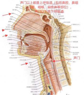 感冒发烧的退烧策略  