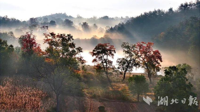 大悟：晨曦薄雾披金纱  望穿秋水织绮梦 -图5